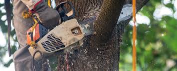 Reliable South Greeley, WY Tree Removal Services Solutions