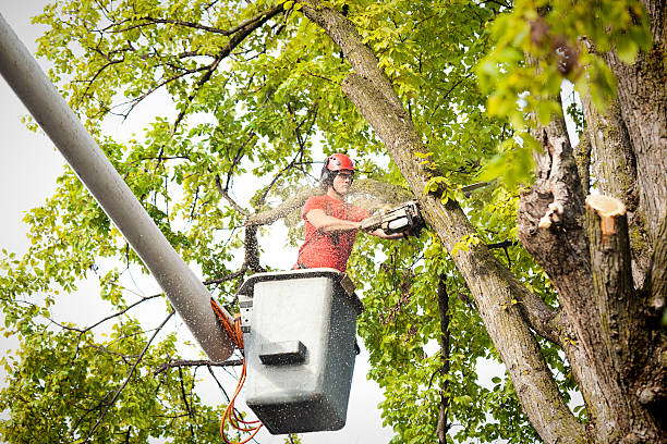 Best Tree Disease Treatment  in South Greeley, WY